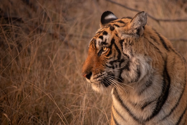 Ranthambore, tiger