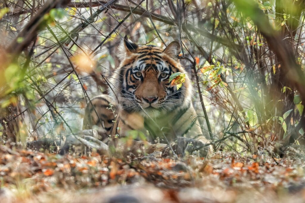 India, Ranthambore