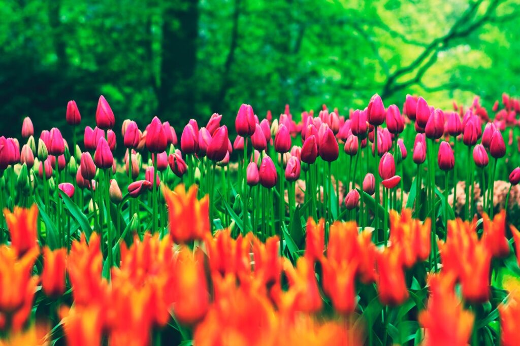 Keukenhof, blooming flowers