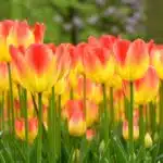 Keukenhof