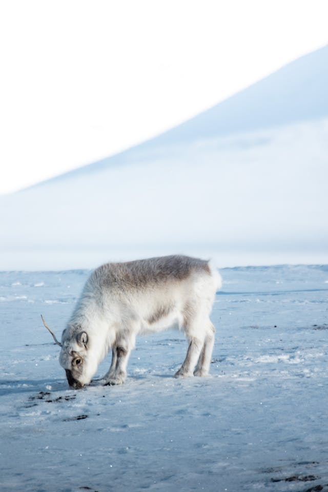 Arctic Wildlife