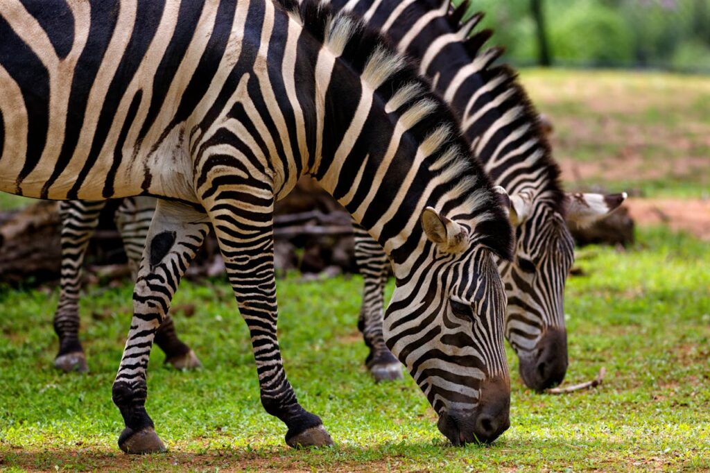 Kruger National Park