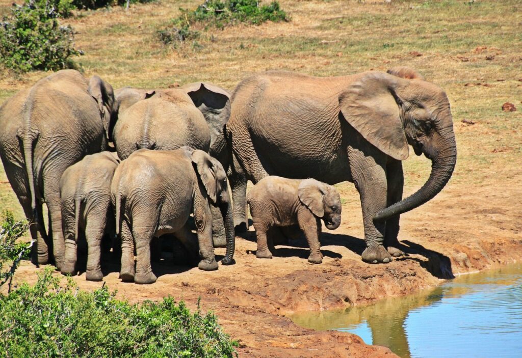 Kruger National Park, Elephants