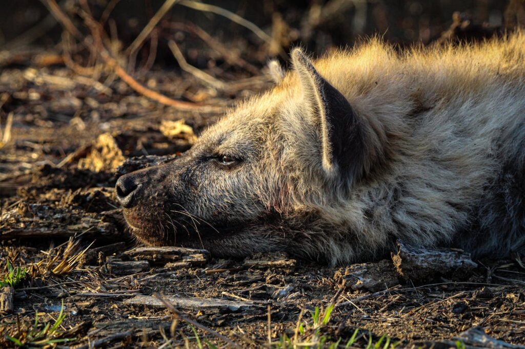 Kruger National Park