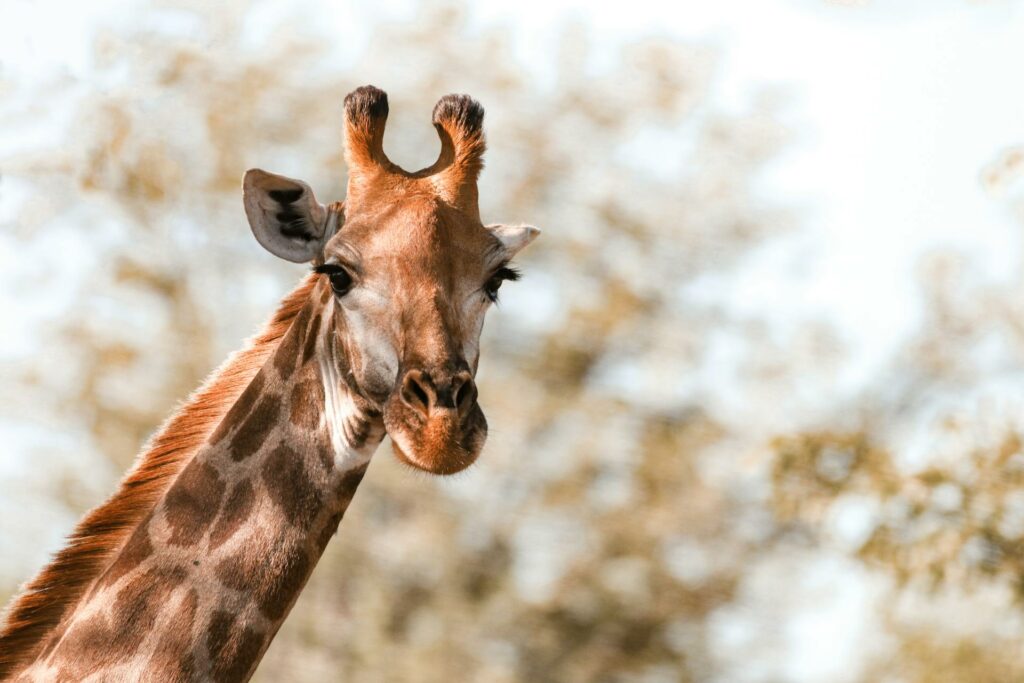 South Africa, Kruger National Park