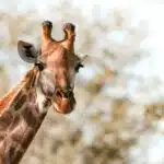 South Africa, Kruger National Park