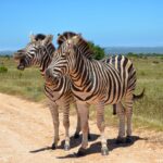 VoyageVisit in South Africa