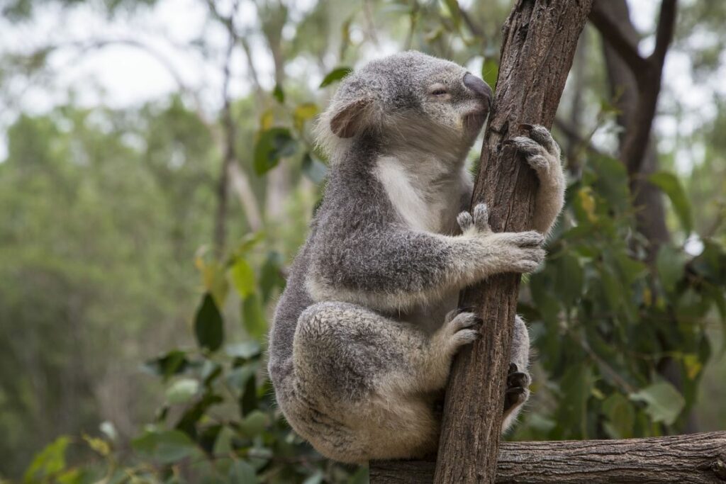 Brisbane Lone Pine Koala Sanctuary