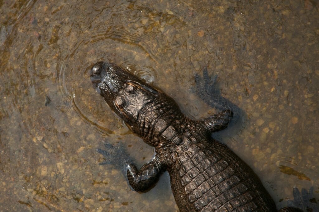 Crocodile