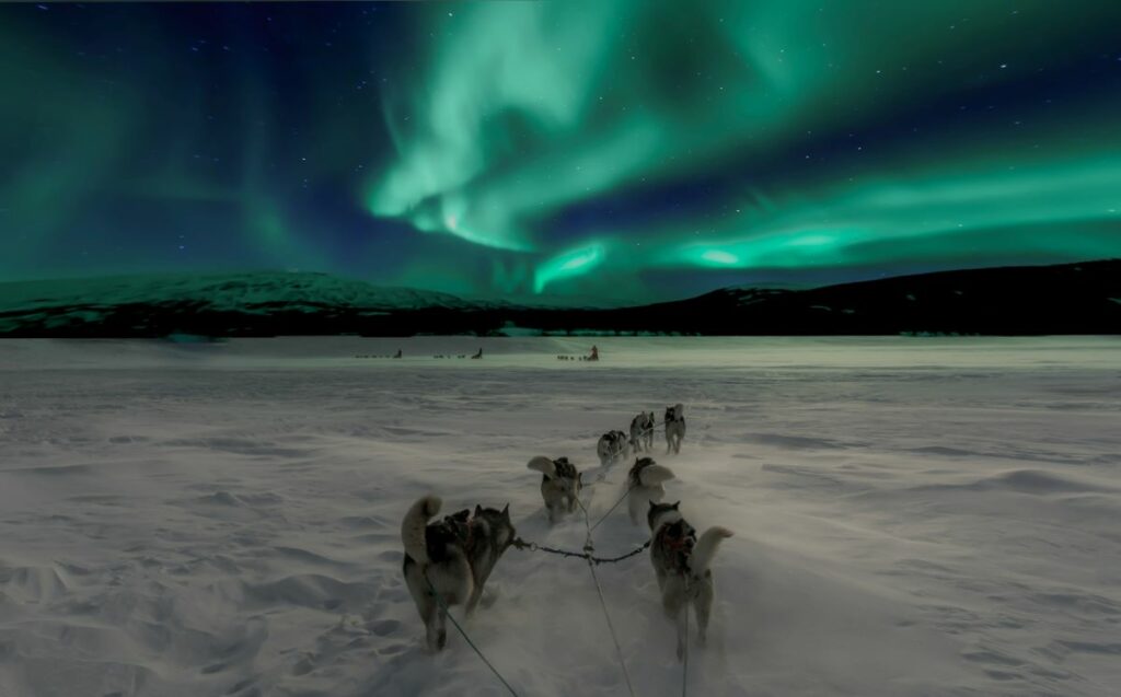 Norway, dog sledding