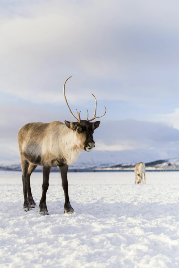 Tromso reindeer, Norway