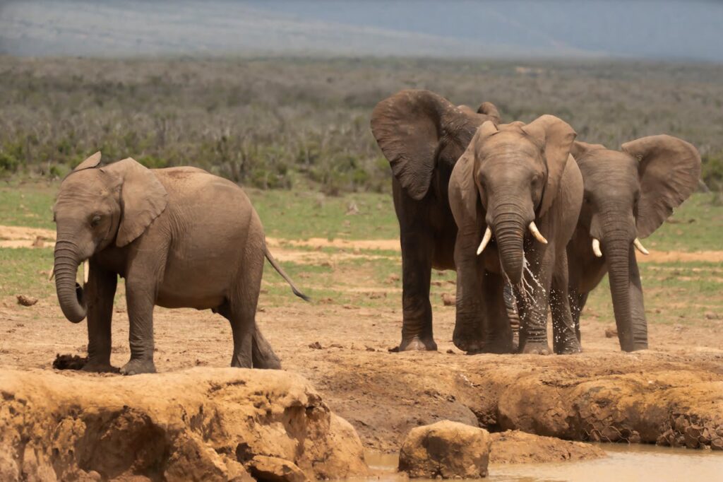 Addo Elephant National Park