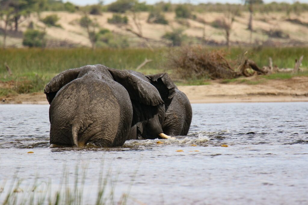 Addo Elephant