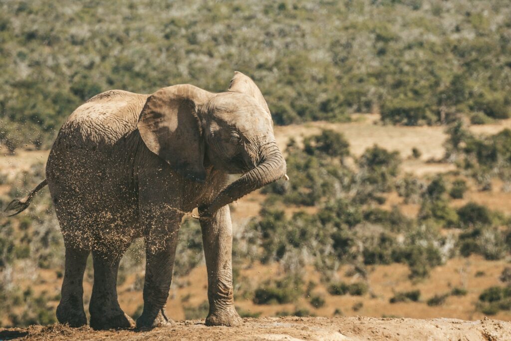 South Africa, Addo Elephant National Park