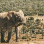 South Africa, Addo Elephant National Park