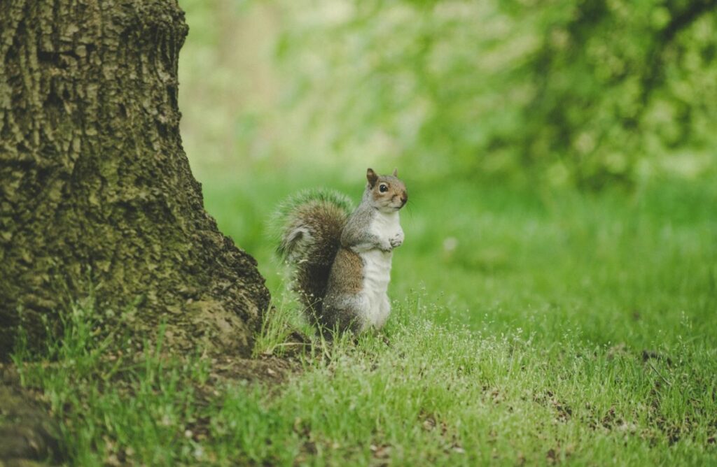 Hyde Park, London, UK