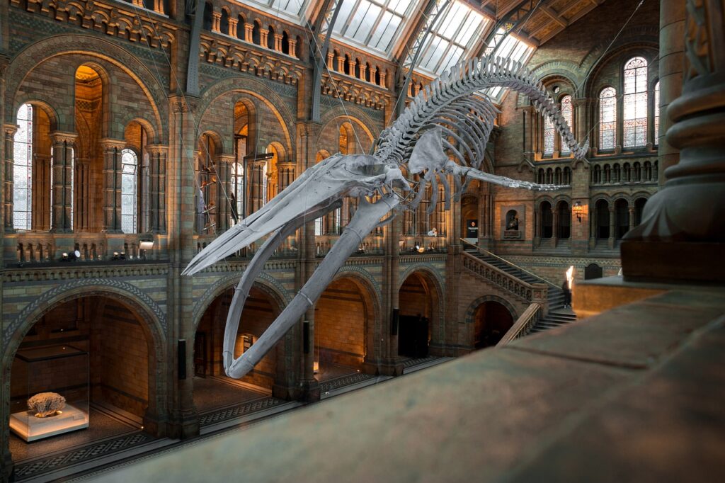 The Dinosaur Gallery, Natural History Museum