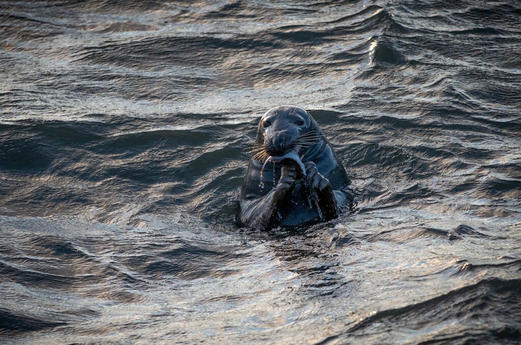 Seal Scottish Highlands