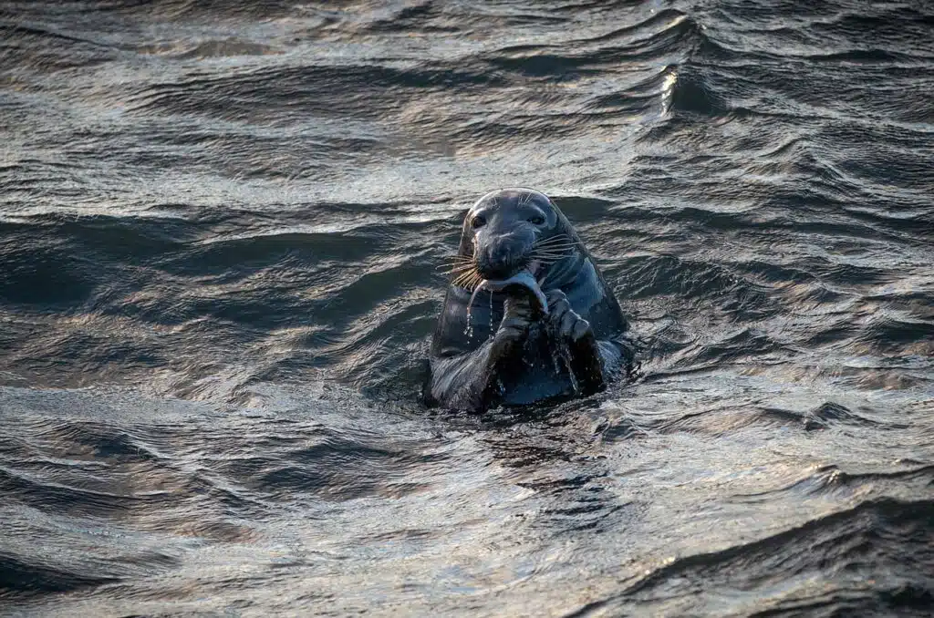 Seal Scottish Highlands