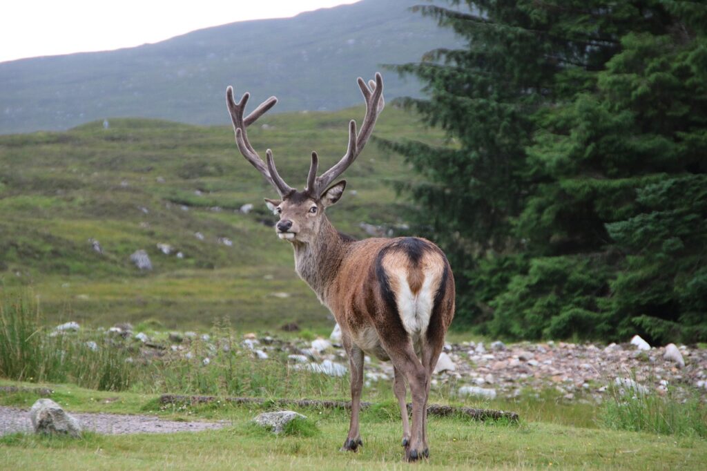 Stag Scottish Highlands