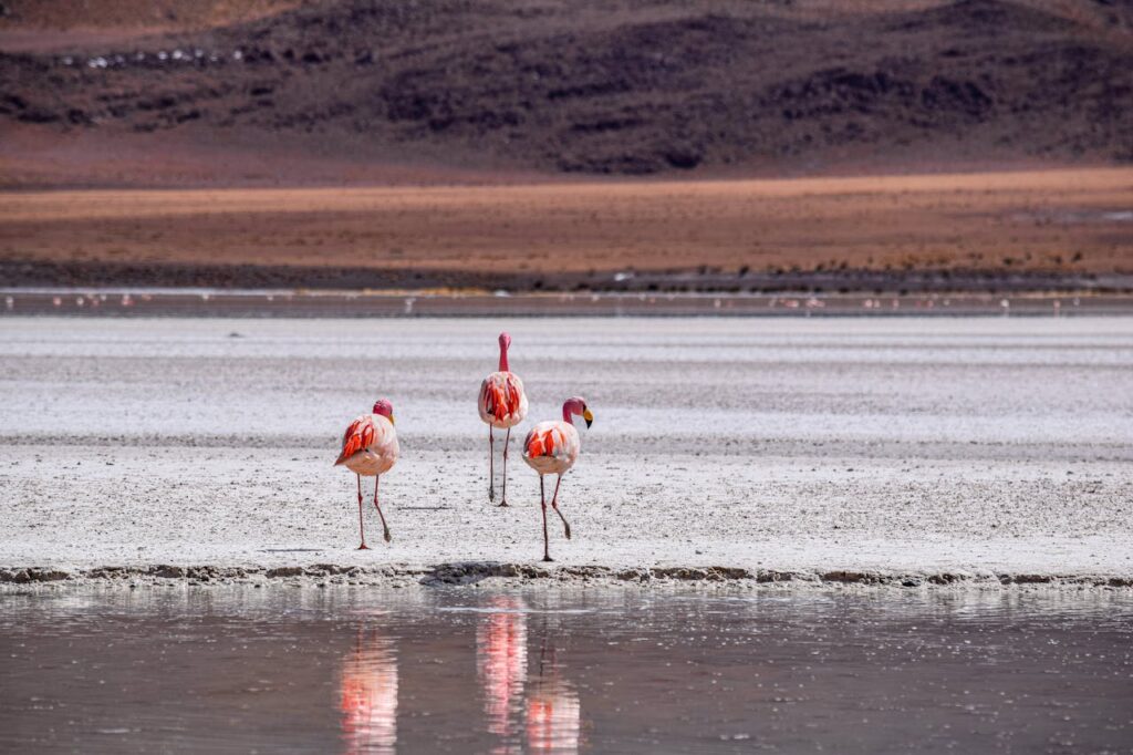 Flamingo Laguna Colorada