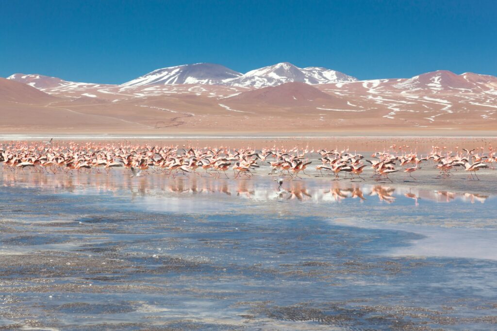 Laguna Colorada