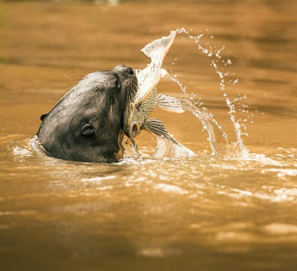 Giant River Otter