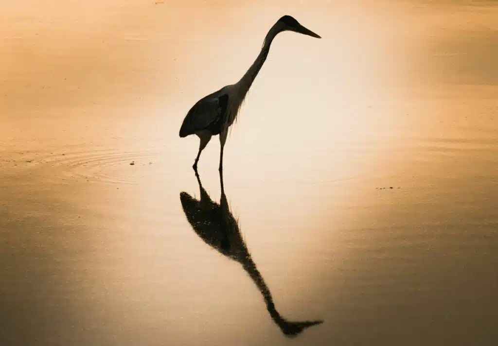 Heron