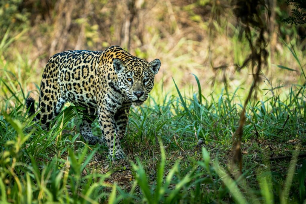 Jaguar