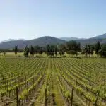 Maipo valley