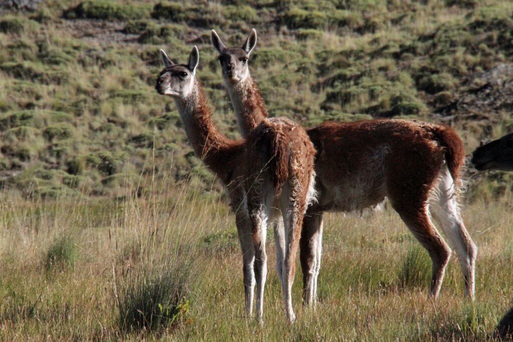 Guanaco