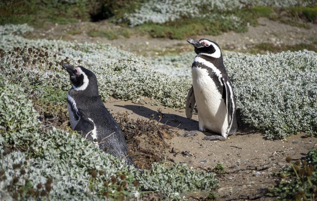 Penguins