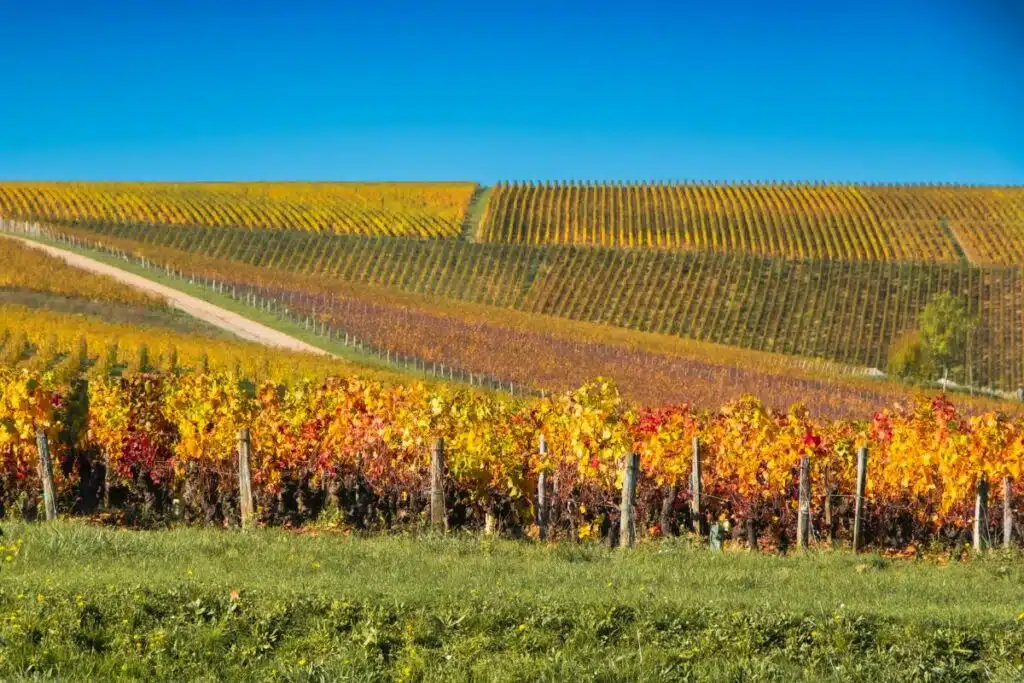 Wineyards Sancerre