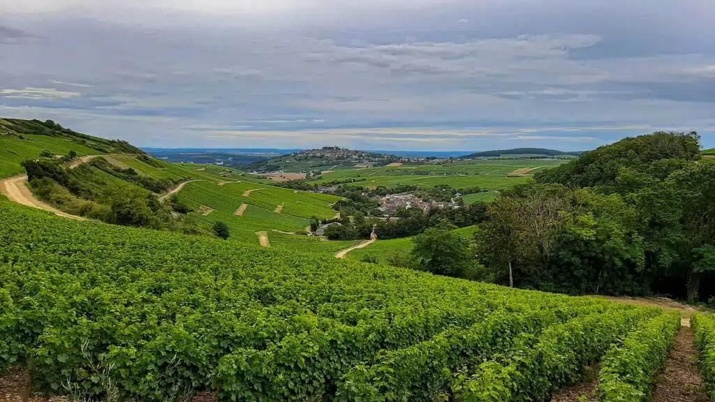 Wineyards