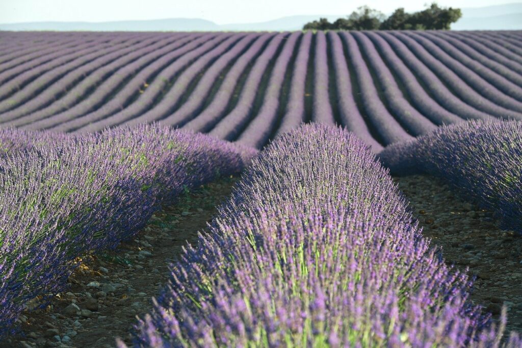 Lavender