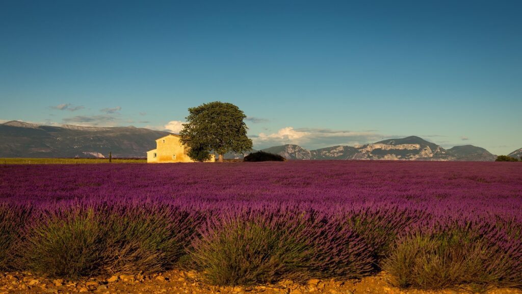 Provence Lavender