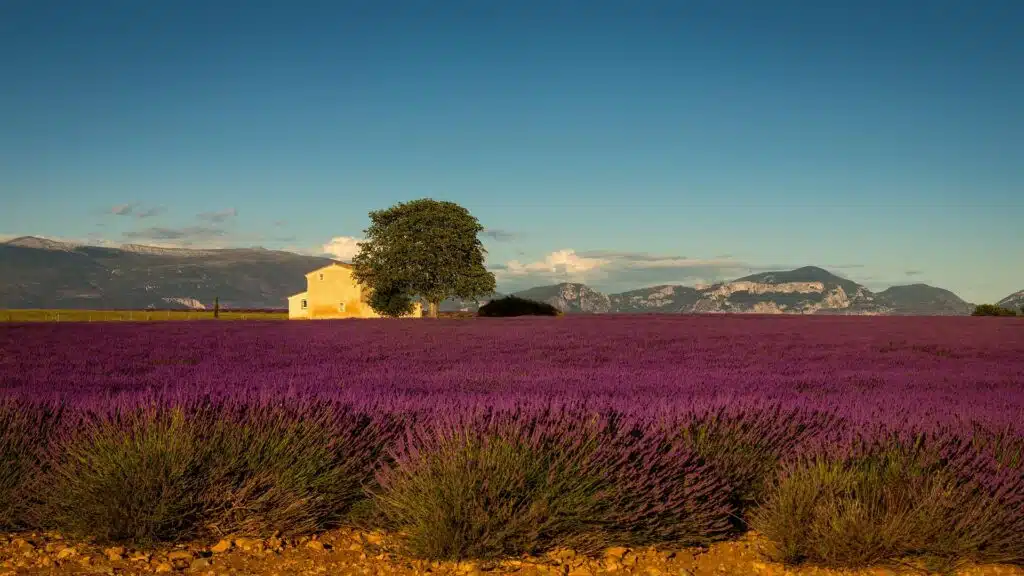 Provence Lavender