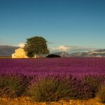 Provence Lavender