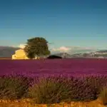 Provence Lavender