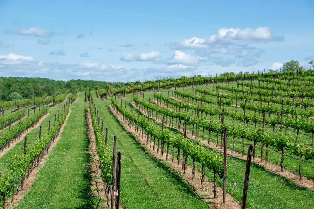 vineyard wine