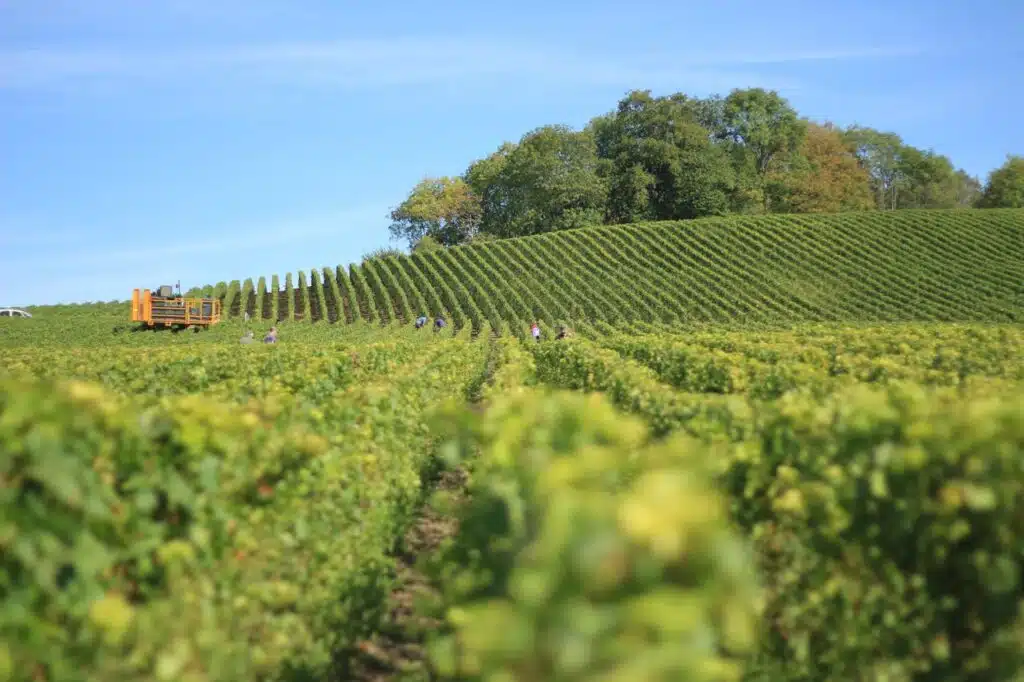 Wineyards