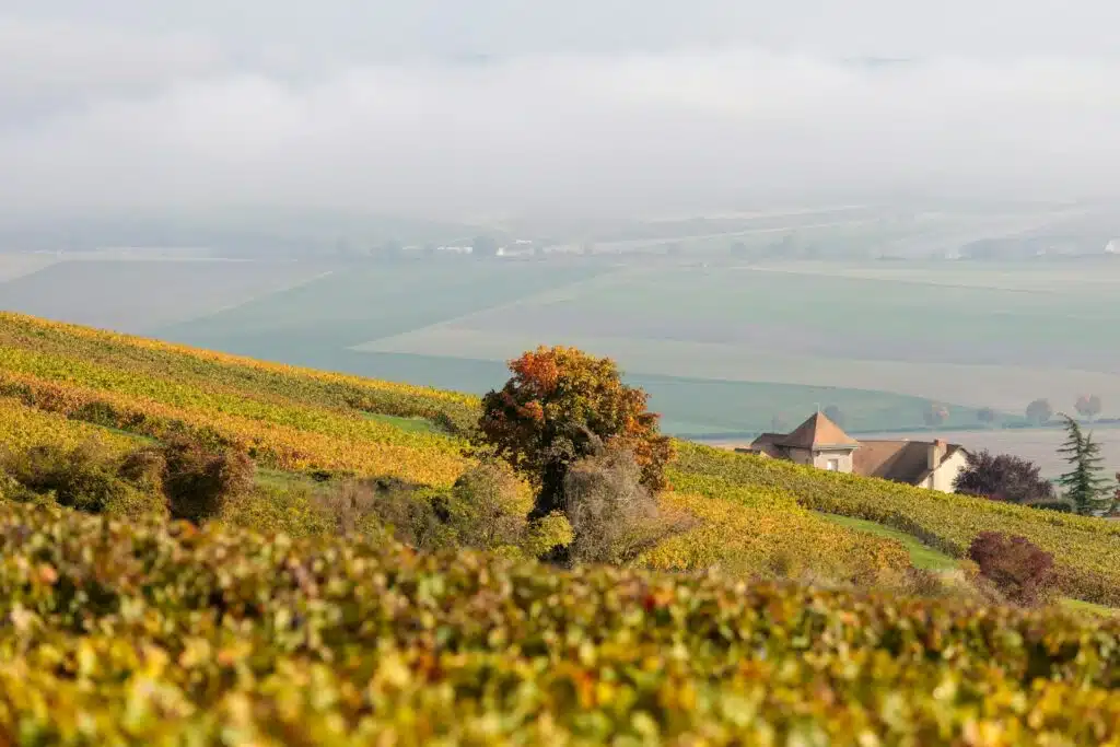 Wineyards