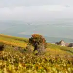 Wineyards