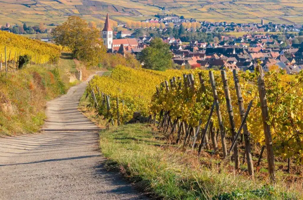 Alsace vineyard