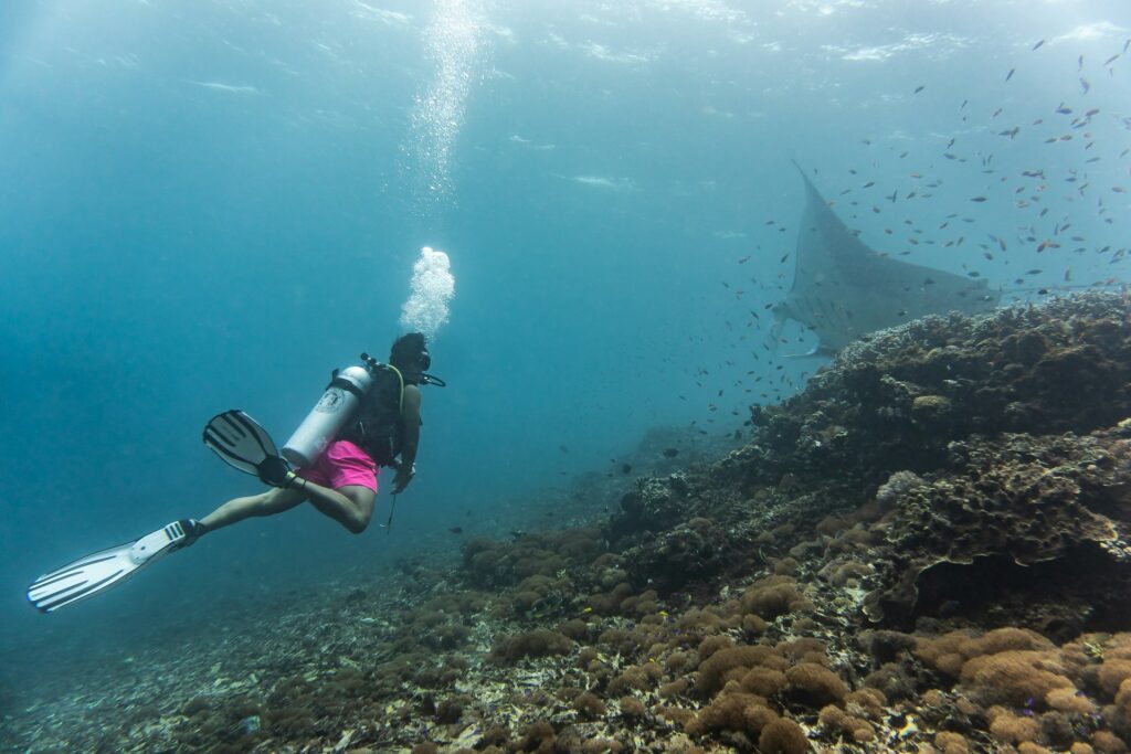 Diving in Komodo National Park