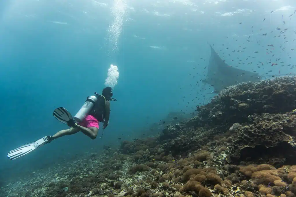 Diving in Komodo National Park