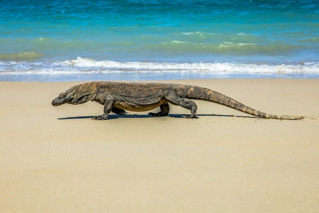 Komodo Walking