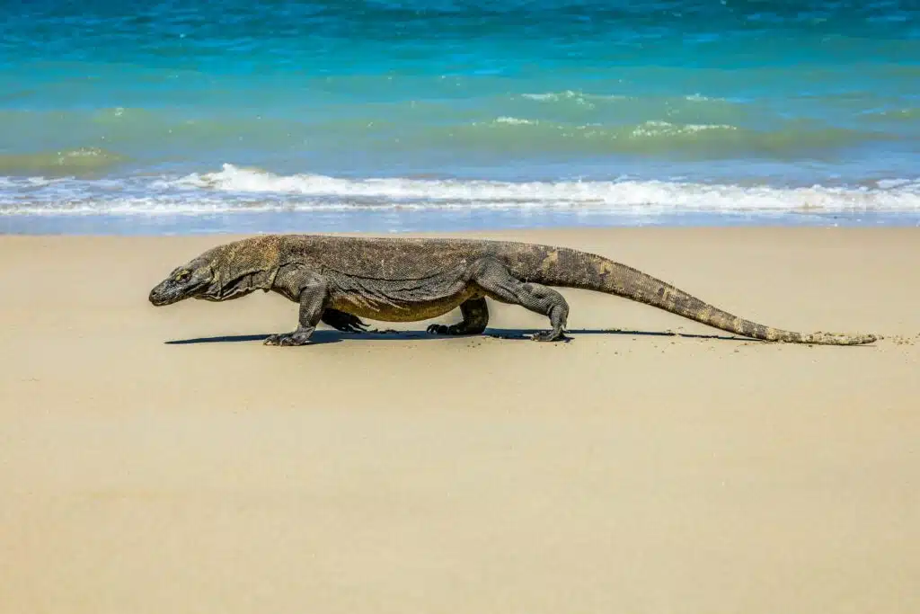 Komodo Walking