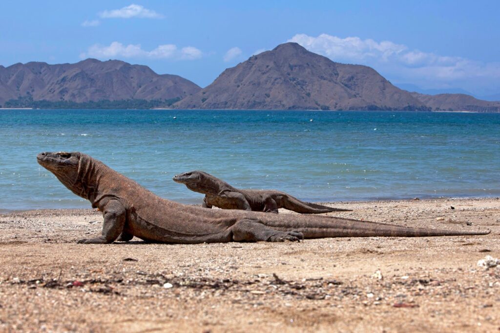 Komodo National Park