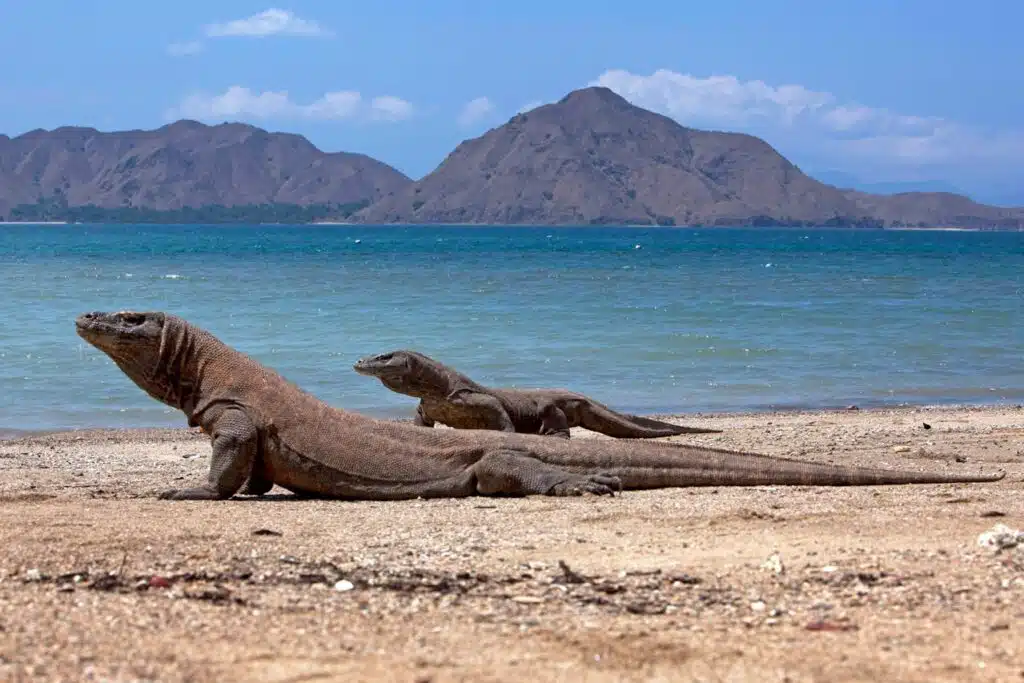 Komodo National Park